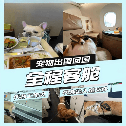 果洛州宠物托运到白俄罗斯宠物入境规定和要求